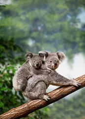 Fototapeten Koala, phascolarctos cinereus, Mother with Young standing on Branch © slowmotiongli