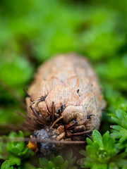 Closeup of a pine cone in a green background