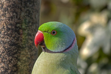 Close up of a male rose-ringed parakeet (Psittacula krameri) on a silo bird feeder.