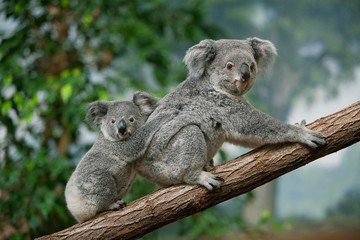 Koala, phascolarctos cinereus, Mother with Young standing on Branch