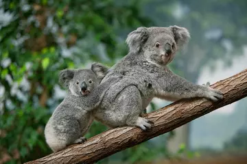 Keuken spatwand met foto Koala, phascolarctos cinereus, Mother with Young standing on Branch © slowmotiongli