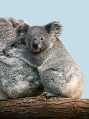 Koala, phascolarctos cinereus, Mother with Young