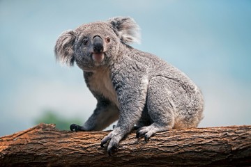 Koala, phascolarctos cinereus, Mother sitting on Branch © slowmotiongli