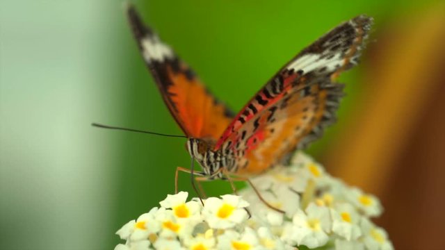 Macro view of beautiful colorful monarch butterfly sitting on flower during pollination