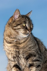 Brown Tabby Domestic Cat, Portrait of Female, Normandy