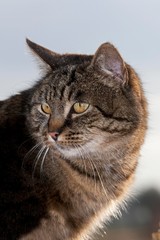 Brown Tabby Domestic Cat, Portrait of Female, Normandy