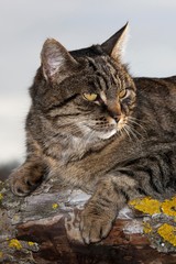 Brown Tabby Domestic Cat, Female standing on Branch, Normandy