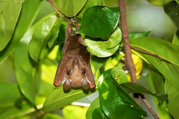 Peter's Epauletted Fruit Bat, epomophorus crypturus, Adult hanging under leaves, Kenya