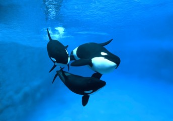 Killer Whale, orcinus orca, Adults © slowmotiongli