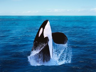Killer Whale, orcinus orca, Adult Breatching - obrazy, fototapety, plakaty