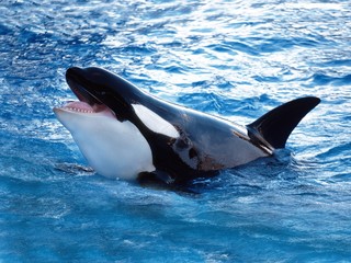 Killer Whale, orcinus orca, Adult Breatching © slowmotiongli