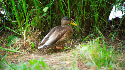 Bird-duck in the reeds by the water near the lake