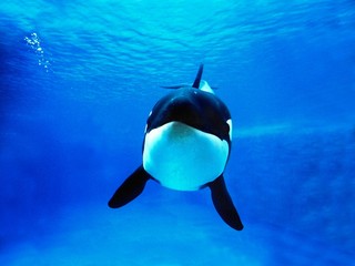 Killer Whale, orcinus orca, Adult © slowmotiongli