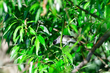 Männliche Mönchsgrasmücke (Sylvia atricapilla)