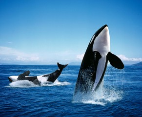 Killer Whale, orcinus orca, Adults Breatching © slowmotiongli