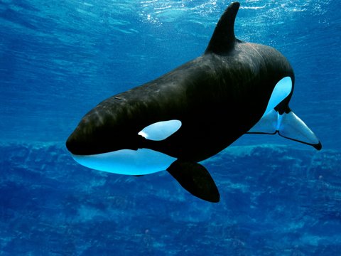 Killer Whale, orcinus orca, Adult