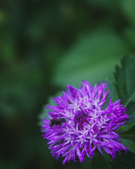 Bee sitting in a flower