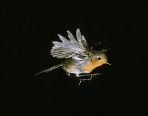 European Robin, erithacus rubecula, Adult in Flight against Black Background