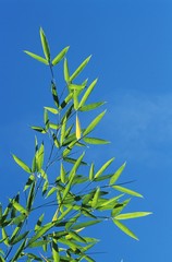 Bamboo Tree Branch against Blue Sky