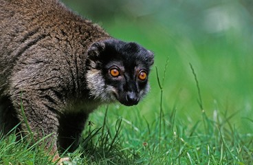 Mayotte Brown Lemur, lemur fulvus mayottensis, Adult standing on Grass
