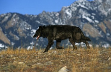 Mackenzie Valley Wolf, canis lupus mackenzii, Adult, Canada