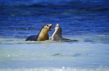 Australian Sea Lion, neophoca cinerea, Females standing in Water, Australia