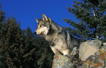 North American Grey Wolf, canis lupus occidentalis, Adult standing on Rocks, Canada