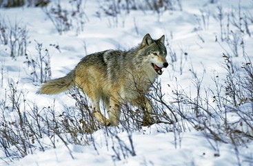 North American Grey Wolf, canis lupus occidentalis, Adult walking on Snow, Canada