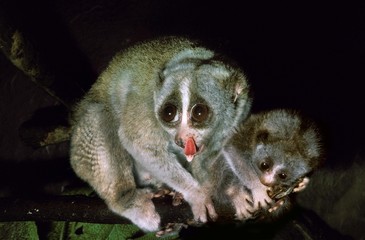 Slender Loris, loris tardigradus, Mother with Cub, Licking its Nose