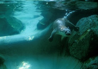 Naklejka premium European Otter, lutra lutra, Adult standing in River