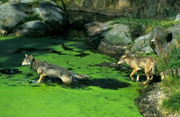 European Wolf, canis lupus, Adults standing in Swamp
