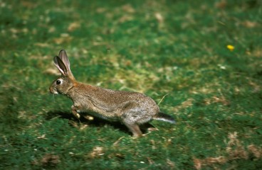 European Rabbit, oryctolagus cuniculus, Adult running