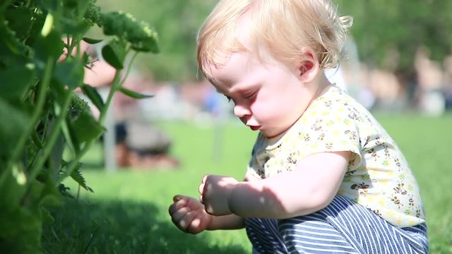 A small blond boy, sitting on the grass, carefully examines the plants in the city Park on a clear Sunny day. Curious child in the Botanical garden. A cute child enjoys life, a happy childhood.