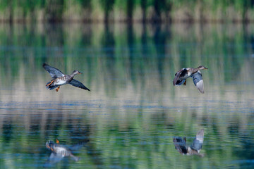 Schnatterenten in der Oberlausitz