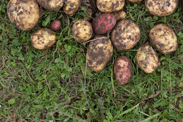 organically grown and hand - picked potatoes are put to dry in a green grass