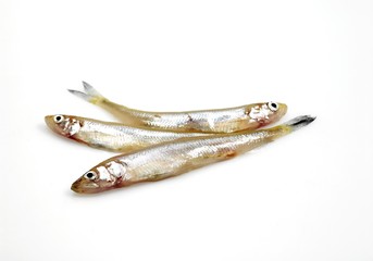 Smelts, osmerus eperlanus, Fresh Fishes against White background