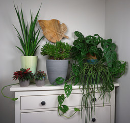 House plants different potplant sets. industrial green interior. Urban jungle interior in livingroom of home garden jungle. with monstera and snake plant. 