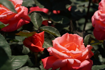 Salmon Orange Flower of Rose 'Catherine Deneuve' in Full Bloom
