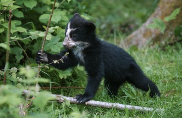 Spectacled Bear, tremarctos ornatus, Cub