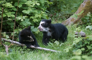 Spectacled Bear, tremarctos ornatus, Cub