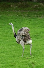 American Rhea, rhea americana, Adult opening Wings