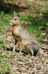 Mara, dolichotis patagonum, Adult sitting