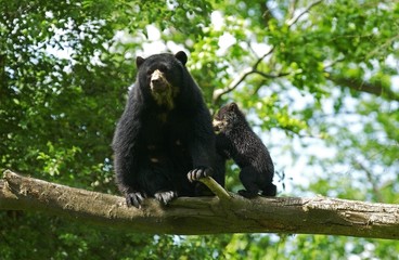 Spectacled Bear, tremarctos ornatus, Mother with Cub