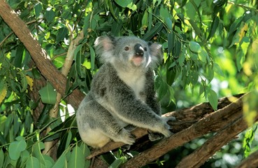 Koala, phascolarctos cinereus, Adult standing on Branch