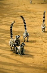 Ring Tailed Lemur, lemur catta, Mothers with Youngs on Back, Berenty Reserve in Madagascar © slowmotiongli