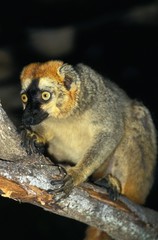 Brown Lemur, eulemur fulvus, Adult standing on Branch
