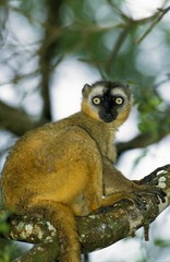 Brown Lemur, eulemur fulvus, Adult standing on Branch