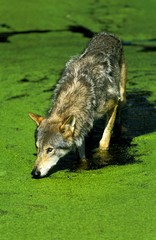 European Wolf, canis lupus, Adult standing in Swamp