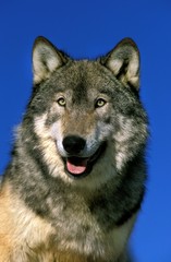North American Grey Wolf, canis lupus occidentalis, Portrait of Adult, Canada