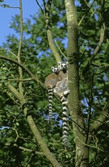 Ring Tailed Lemur, lemur catta, Mother with Young on its Back